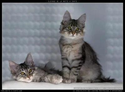 Avec quoi voudrais-tu que ton nom de guerrier soit en rapport ?