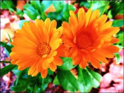 Le guérisseur ou la guérisseuse t'applique un remède mais il pique atrocement. Que fais-tu ?