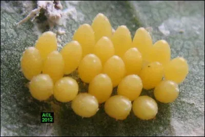 À qui sont ces ufs de couleur jaune vif ?