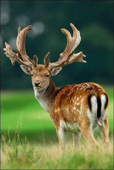 Comment te décrirais-tu en quelques mots ?