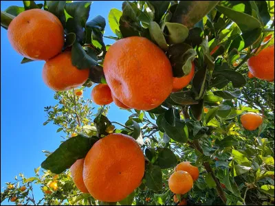 Si je dis "mandarine" on pense à...