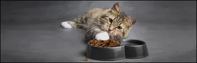 Ta nourriture préférée est : (toujours en tant que chat !)
