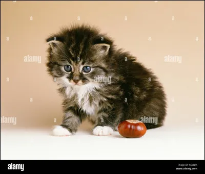 Comment appellerais-tu ton chaton ?