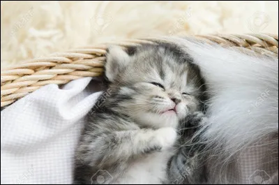 Ton clan préféré ?