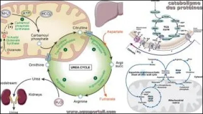 Ensemble des réactions chimiques de synthèse moléculaire de l'organisme considéré :