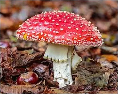 L'amanite tue-mouches est un champignon à chapeau rouge constellé de pois blancs qui est comestible.