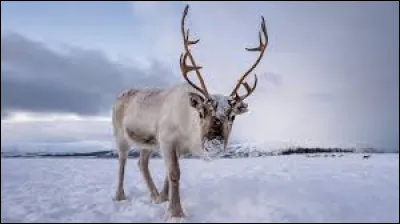 Au Canada, le ... est appelé le caribou.