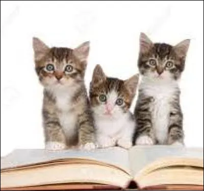Aimerais-tu avoir des chatons, d'ailleurs ?