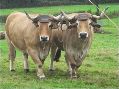 Quand c'est l'hiver, il neige, il neige même sur yesterday nous clame Marie Laforêt. À quel groupe anglais fait-elle allusion dans cette chanson ?