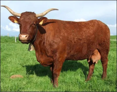 Quelle est cette race bovine à la robe acajou et aux fines cornes en forme de lyre, originaire du cantal ?