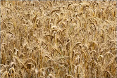 Quelle est cette plante que l'on cultive comme céréales ou fourrage et dont la farine de ses graines servent à la fabrication de pains ?