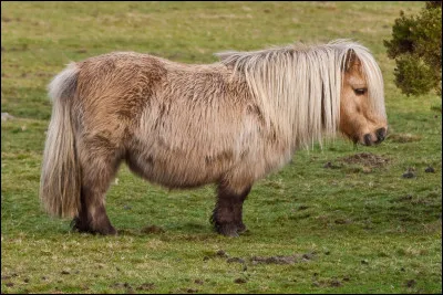 Quelle est cette race de chevaux, des poneys originaires d'Écosse ?