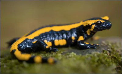 Quel est cet amphibien insectivore à peau luisante couverte de mucus venimeux ?