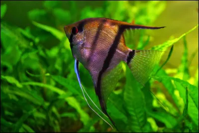 Quel est ce poisson d'eau douce en forme de delta au corps comprimé avec de grandes nageoires ?