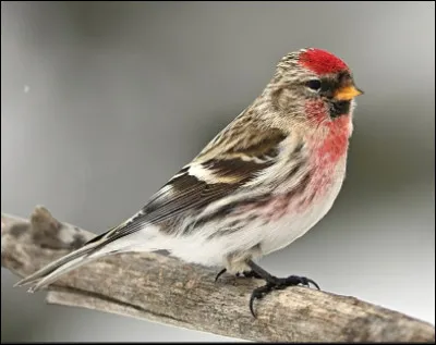 Quel est ce passereau granivore et insectivore vivant en forêt ?