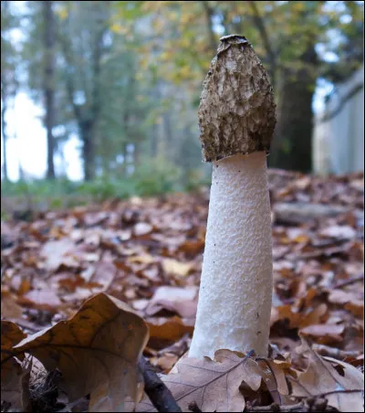 Quel est ce champignon parasite en forme de phallus qui dégage une odeur de cadavre ?
