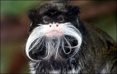 Quel est cet esp&egrave;ce de singe &agrave; crini&egrave;re et moustaches dont le nom est devenu une injure ?
