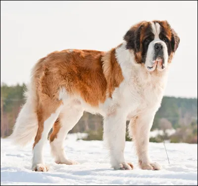 Quelle est cette race de chien de montagne dressé pour les recherches en avalanche ?