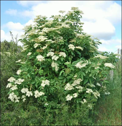 Quel est cet arbuste à fleurs blanches dont les fruits sont appréciés des oiseaux ?
