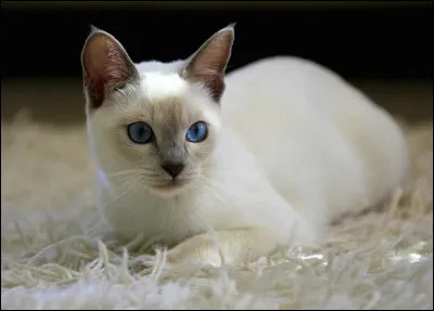 Quelle est cette race de chat originaire de Thaïlande au corps svelte à ossature fine et musculature souple ?
