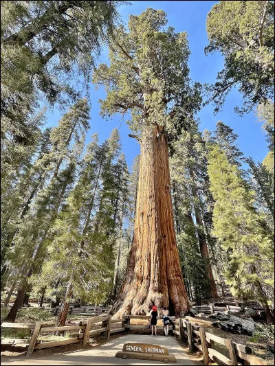 Quel est cet espèce de conifère, le plus grand arbre du monde qui dépasse les 100 m de haut, présent dans la Sierra Nevada ?