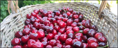 Est-ce que tu voudrais que le nom et le logo du groupe soient en rapport avec une cerise ?