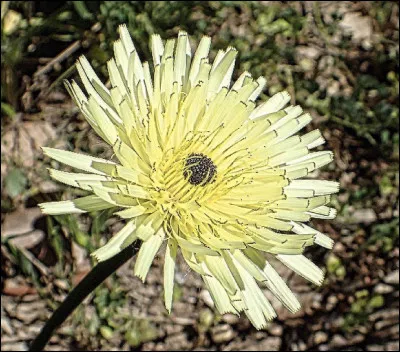 Quelle est cette fleur ?