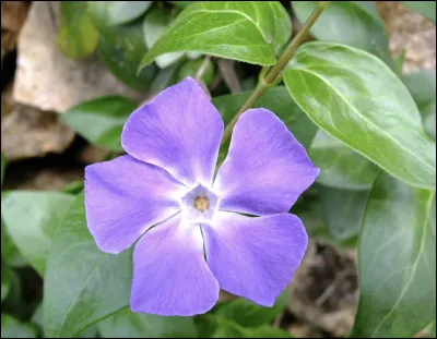 Quelle est cette fleur ?