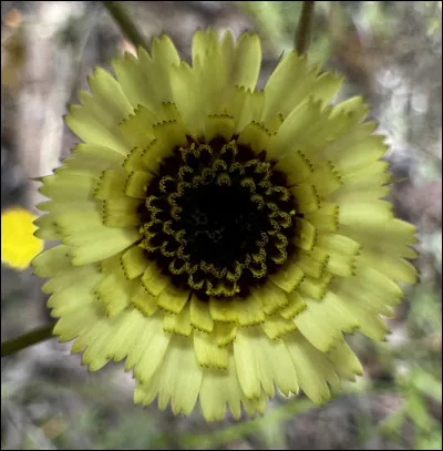 Quelle est cette fleur ?