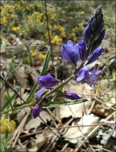 Quelle est cette fleur ?