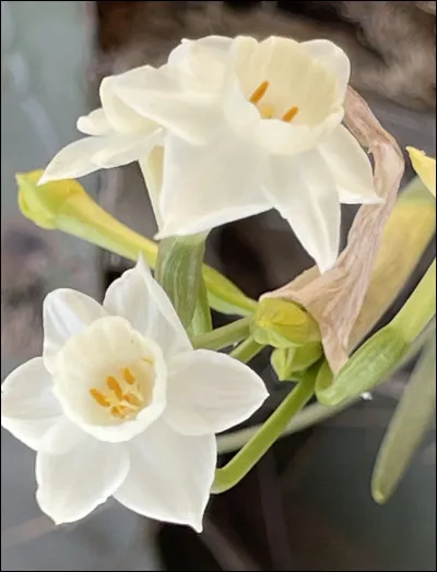 Quelle est cette fleur ?