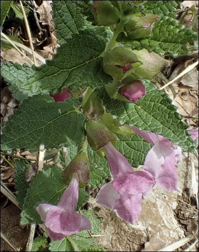 Quelle est cette fleur ?