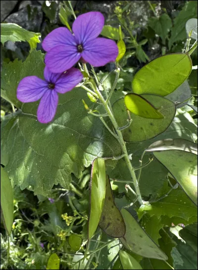 Quelle est cette fleur ?