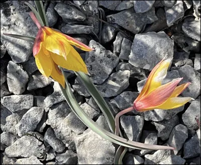 Quelle est cette fleur ?