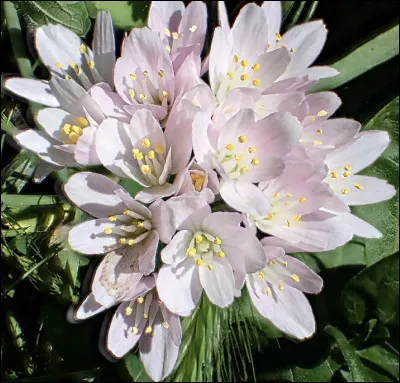 Quelle est cette fleur ?