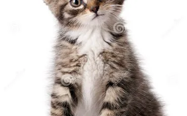 Quiz Animaux