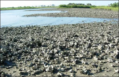 Quelle image t'attire le plus parmi celles-ci ?