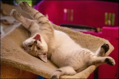 Que signifie « donner sa langue au chat » ?