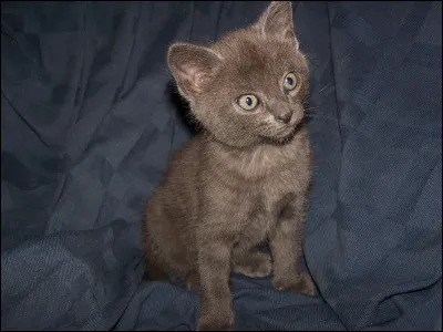 Que signifie « il ny a pas un chat » ?