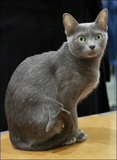 Que signifie « la nuit, tous les chats sont gris » ?