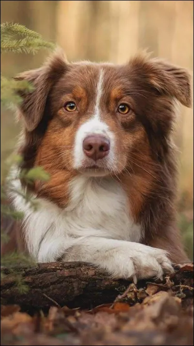 Est-ce que tu préfères les chats ou les chiens ?