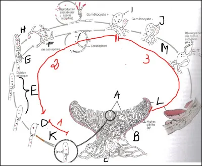 Donnez un titre au schéma.