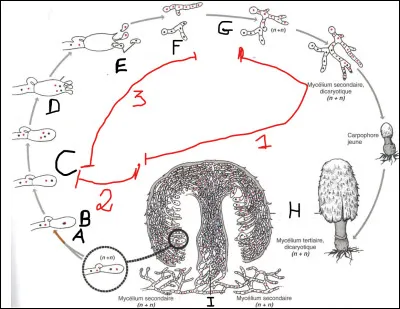 Complétez le schéma en faisant correspondre les mots aux bons chiffres.