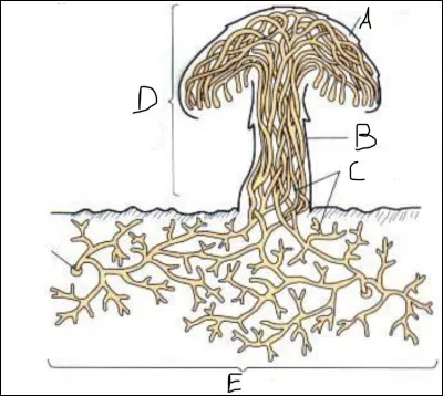 Complétez le schéma.