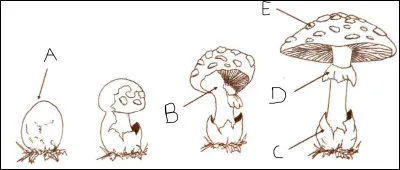 Complétez le schéma.