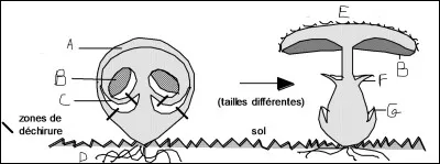 Complétez le schéma suivant.
