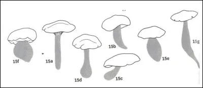 À quoi correspondent ces morphologies de stipes ?