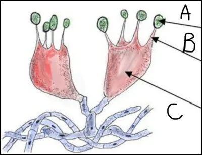 Complétez le schéma suivant.