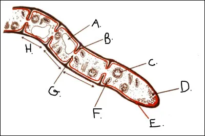 Complétez le schéma en associant les lettres aux bons mots.