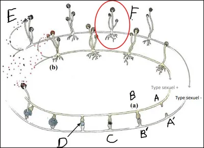 Complétez le schéma suivant et donnez-lui un titre.